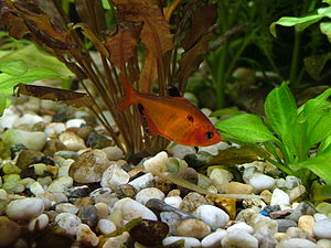 Blood tetra in the aquarium