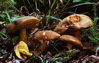 <i>Xerocomellus porosporus</i> Species of fungus