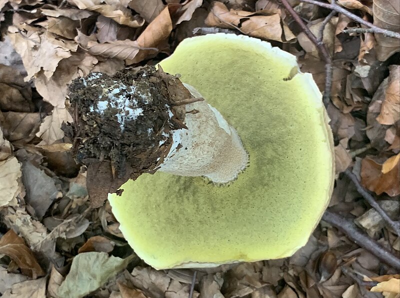 File:Boletus edulis bi.jpg