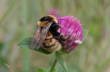 Bilberry bumblebee - Bumblebee Conservation Trust