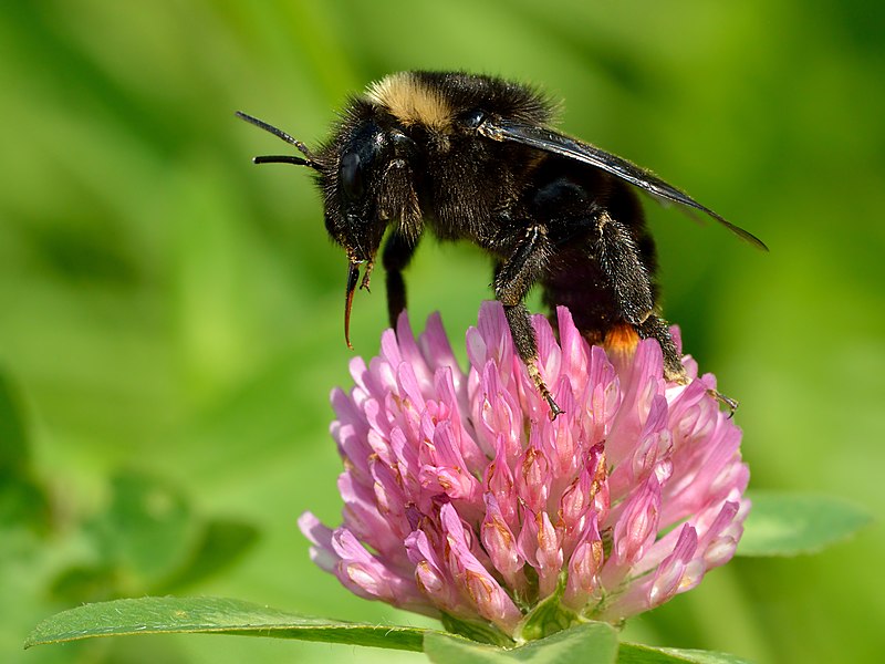 File:Bombus rupestris - Trifolium pratense - Keila.jpg