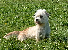 hond in het gras