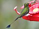 Booted racket-tail Ecuador (Ocreatus underwoodii).jpg