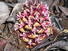 Boschniakia strobilacea