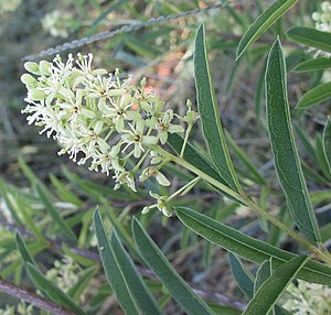 Boscia angustifolia (8605213001).jpg