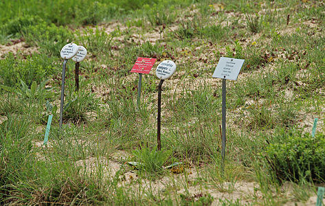 Botanical Garden, Frankfurt am Main with plants and Taxon name signs (Taxonomy), Spring 2016 in Hesse