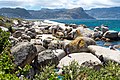 Boulders Beach with swimmers. In the background the penguin colony and visitors can be seen.
