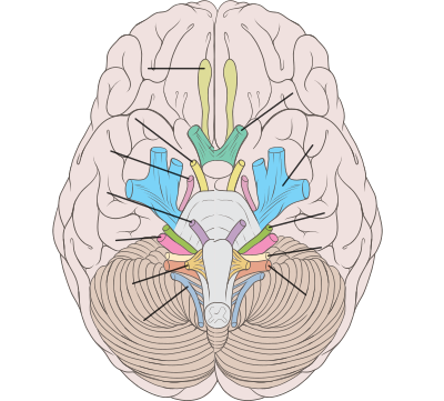 Brain human normal inferior view with labels bl.svg