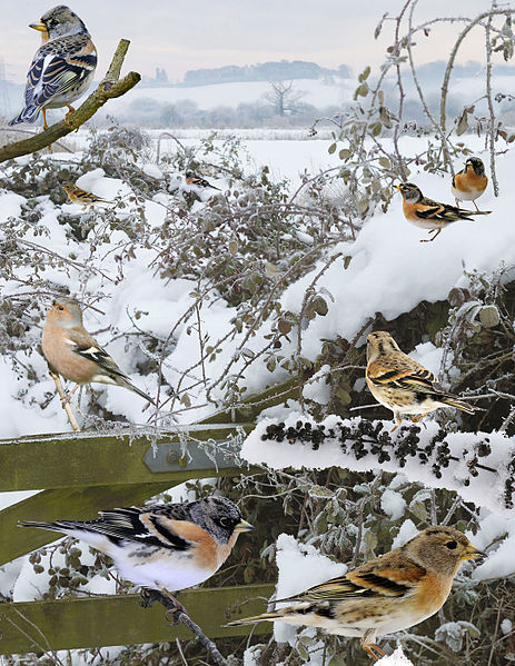 File:Brambling from the Crossley ID Guide Britain and Ireland.jpg