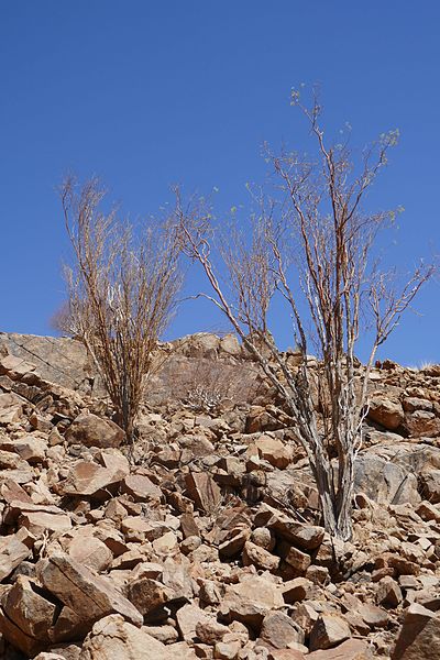 File:Brandberg acacia (3).jpg