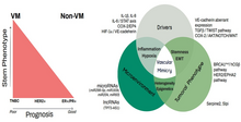 Left: the relationship between breast cancer cell stemness, vasculogenic mimicry, and prognosis. Right: provides a diagram of factors involved in formation of vascular mimicry in breast cancer. Breast cancer image.webp