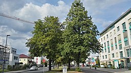 Brecht mansfelder Straße dresden 2019-08-08 -8