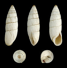 Brephulopsis cylindrica 02.JPG