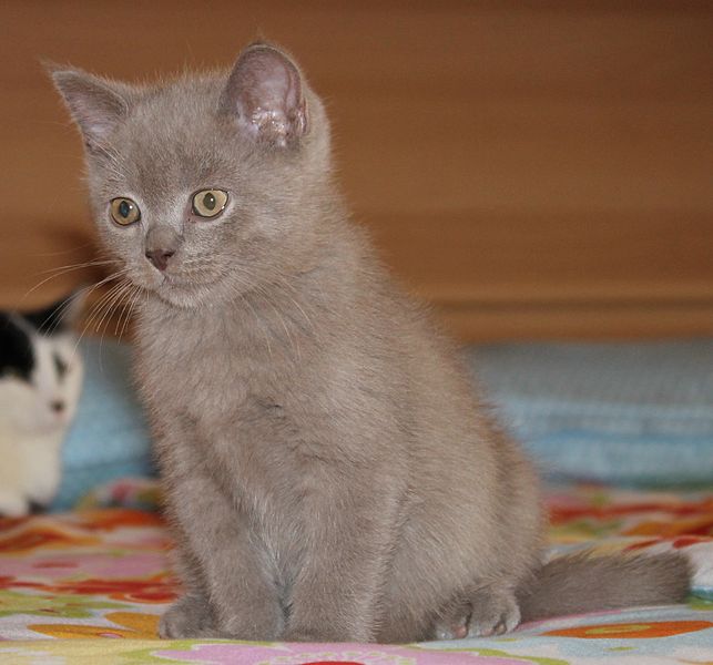 File:British Shorthair Cat.JPG