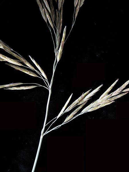 File:Bromus inermis 15-p.bot-brom.inerm-11.jpg