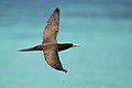 Brown Booby, Great Barrier Reef--Michaelmas Cay, Cairns, Queensland, Australia