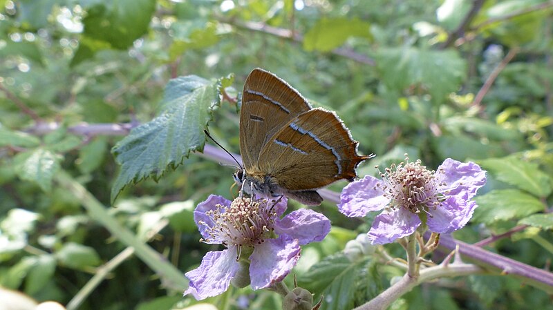 File:Brown Hairstreak butterfly (9428217635).jpg