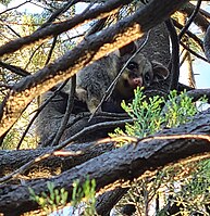 Brushtail Possum in Native Pine in Folland Park. Brushtail Possum in Callitris gracilis.jpg