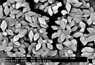 <i>Bacillus thuringiensis</i> Species of bacteria used as an insecticide