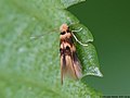 Bucculatrix thoracella (Thunberg, 1794)