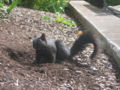 Buchanan-squirrel.jpg
