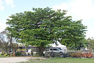 State Tree of Antigua and Barbuda