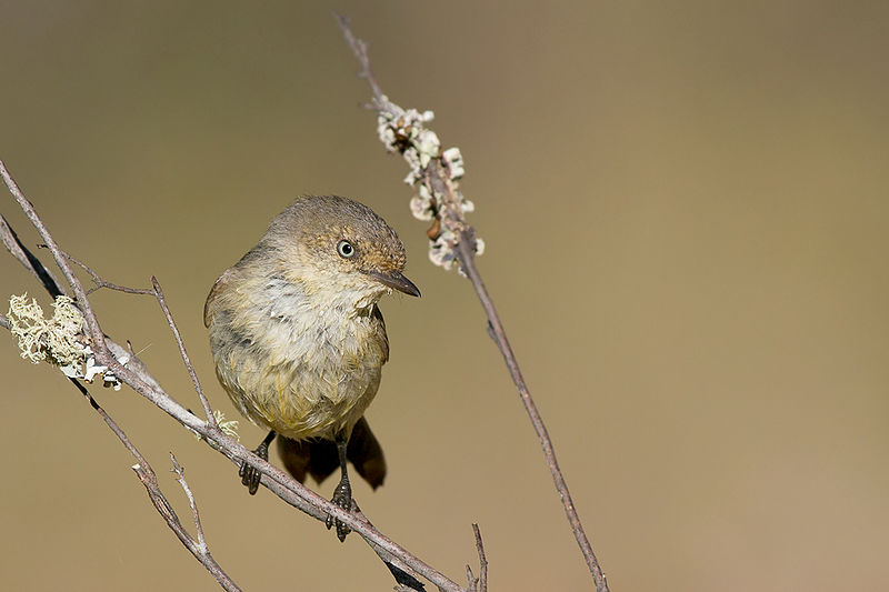 File:Buff-rumped Thornbill (Acanthiza reguloides) (15862856919).jpg