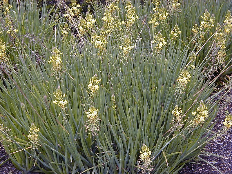 File:Bulbine frutescens HRM.jpg