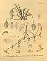 Bulbophyllum regnellii plate 157, fig. II 7-11 in: H. G. Reichenbach: Xenia orchidacea - vol. 2 (1874)