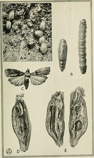 <i>Acrobasis betulella</i> Species of moth