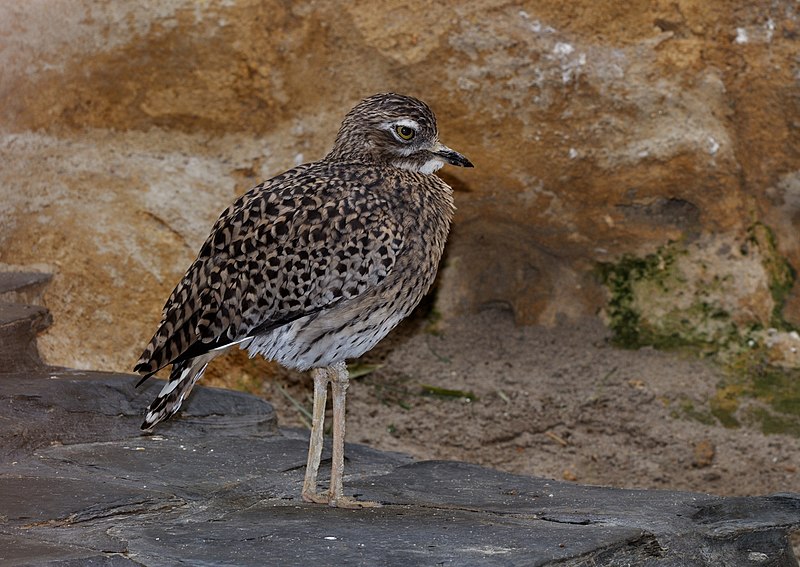 File:Burhinus capensis qtl1.jpg