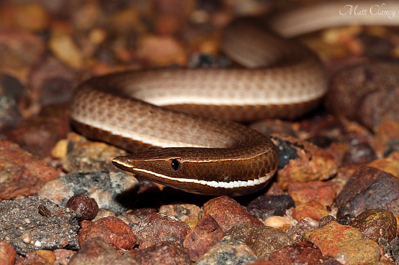 File:Burtons Legless Lizard (Lialis burtonis) (8691451153).jpg