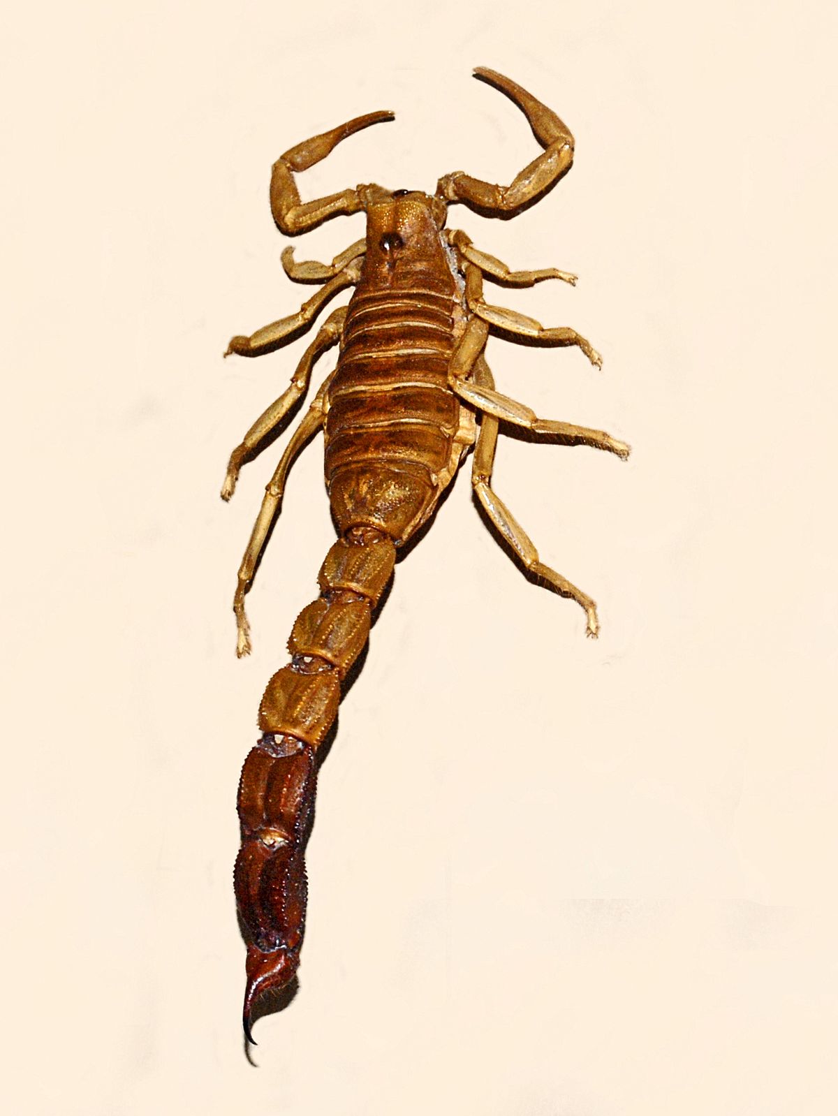 parabuthus liosoma