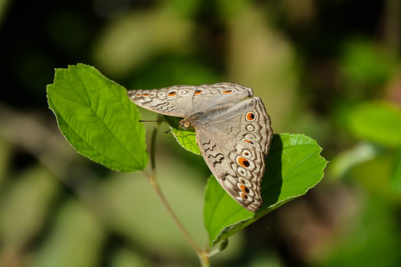File:Butterfly from National Botanical Garden of Bangladesh.jpg