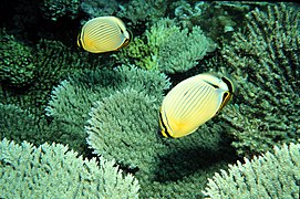 Pareja de Chaetodon lunulatus comiendo pólipos de A. cytherea, atolón de Johnston