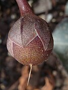 Cyclamen persicum: Fruto en fructificación incipiente in situ. Estadio 2