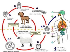 Echinococcus- životní cyklus