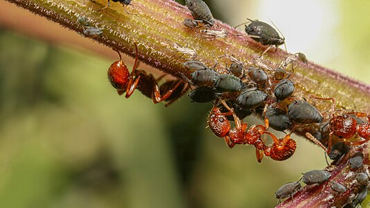 Ants and aphids have symbiotic relationship