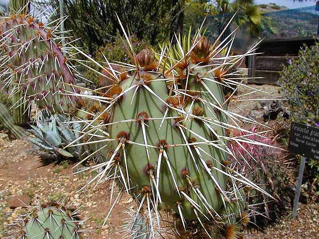 Many species of cactus have long, sharp spines, like this Opuntia.