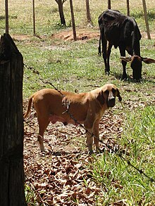 File:Cães Originais Fila Brasileiro - Fazenda.jpg - Wikimedia Commons
