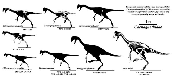 Caenagnathid skeletons to scale