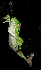 An Australian green tree frog in a spider's web after eating the spider Caerulea web.jpg