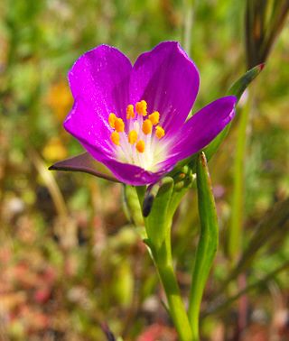 <i>Calandrinia ciliata</i> Species of flowering plant