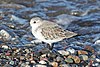 Calidris alba - ZK300462c 2k.jpg