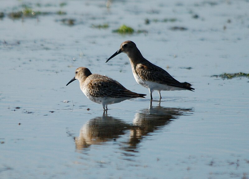 File:Calidris alpina no.JPG