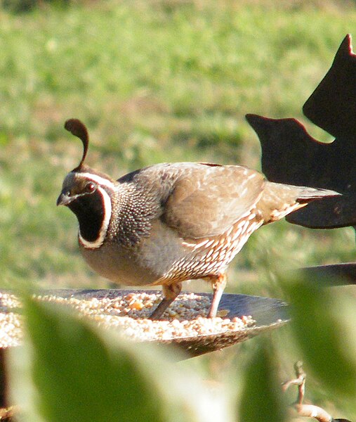 File:California quail in Kenwood - Sarah Stierch.jpg