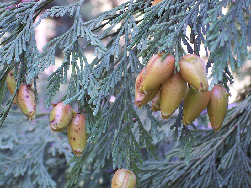 File:Calocedrus decurrens.jpg