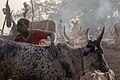 Campamento de ganado de la tribu Mundari, Terekeka, Sudán del Sur, 2024-01-28, DD 57