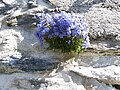 Миниатюра для Файл:Campanula.cochleariifolia.1752.jpg