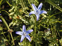 Campanula wilkinsiana